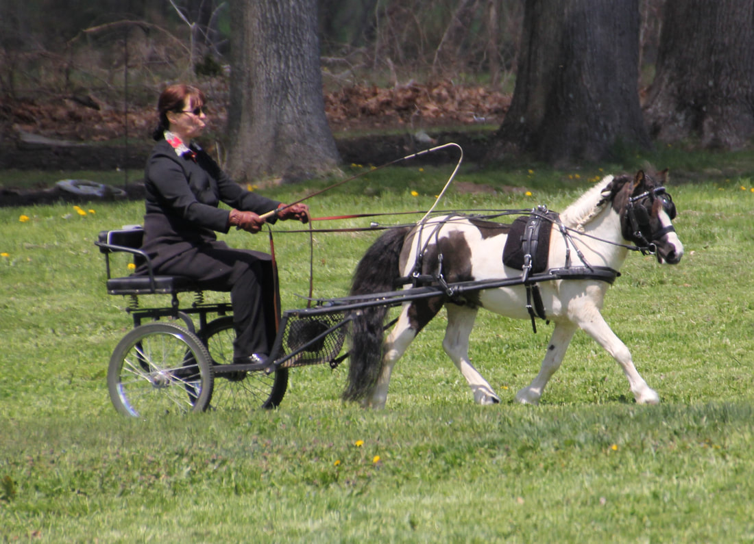 Horse Harness Accessories For Carriage Driving